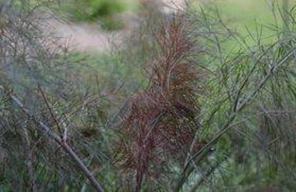 Foeniculum vulgare purpurea - Venkel (10-15)