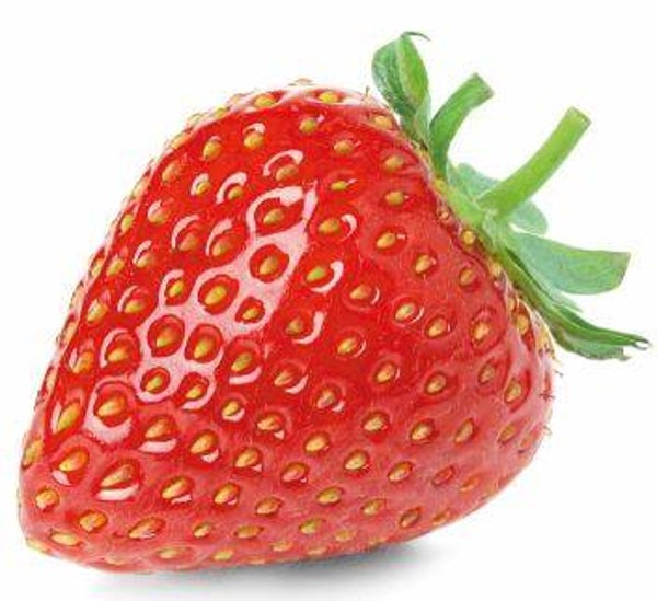 Fragaria x ananassa