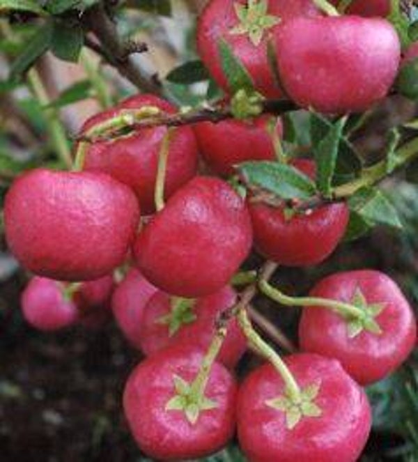 Gaultheria mucronata - Parelbes (10)