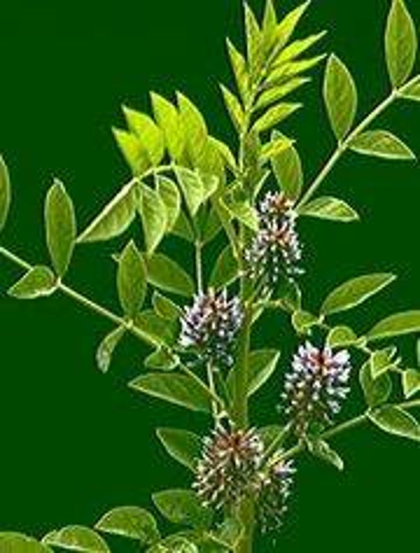 Glycyrrhiza glabra- (Zoethout (10-15)