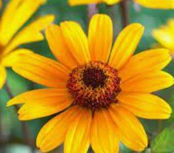 Heliopsis helianthoides - Valse zonnebloem (20)