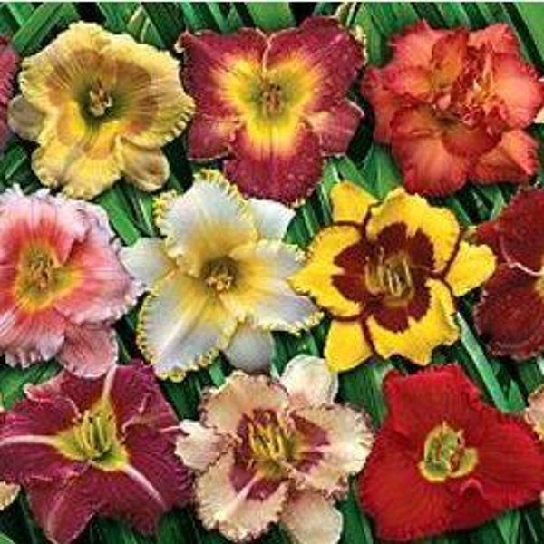 Hemerocallis mix - Daglelie (10)