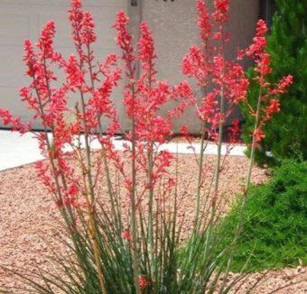 Hesperaloe parviflora - Rode of valse yucca (5-10)