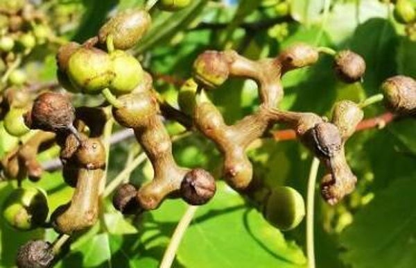 Hovenia dulcis - Japanse krentenboom (1-5)