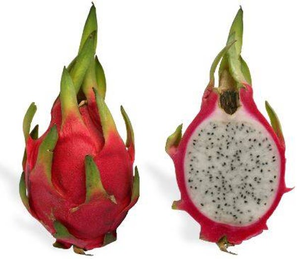 Hylocereus polyrhizus - Drakenfruit of Pitahaya (10)