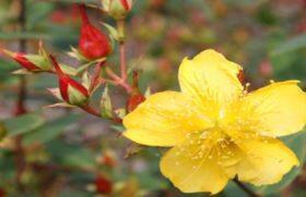 Hypericum kouytchense - Hertshooi (25)