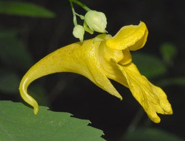 Impatiens noli-tangere - Springbalsemien (10)