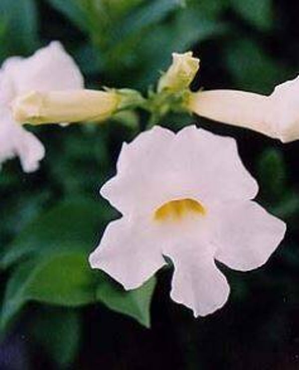 Incarvillea delavayi - Tuingloxinia (5-10)