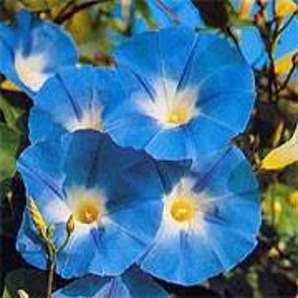 Ipomoea rubro-coerulea - Klimmende winde (5-10)
