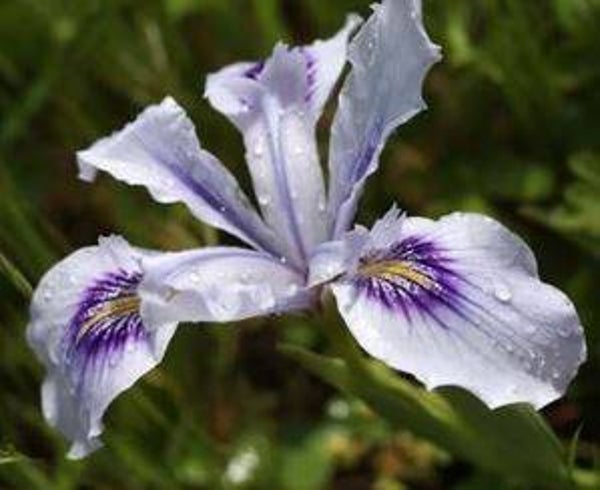 Iris douglasiana (10-15)