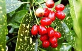 Aucuba japonica variegata - Broodboom (5-10)