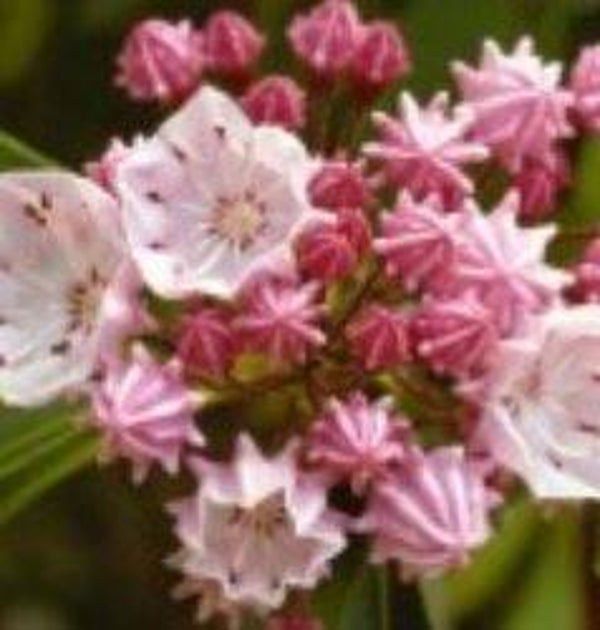 Kalmia latifolia - Lepelboom (10)