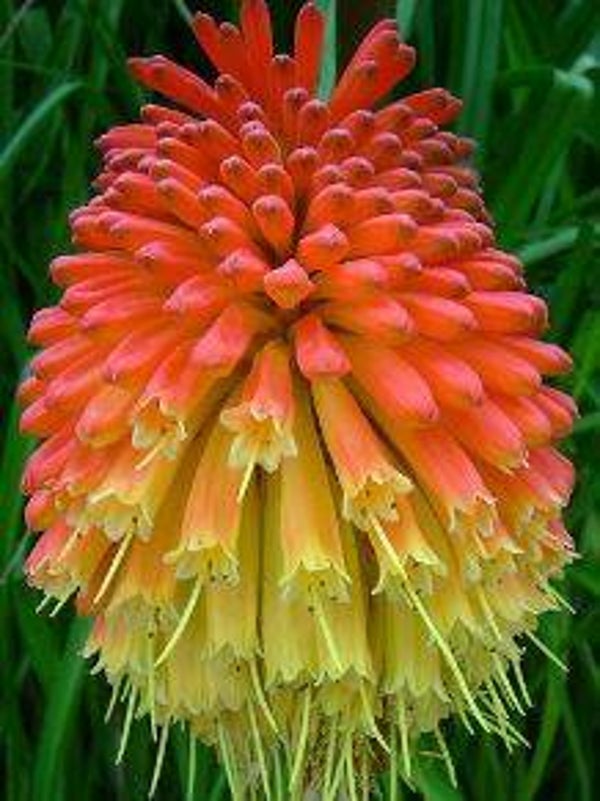 Kniphofia rooperi - Vuurpijl (5-10)