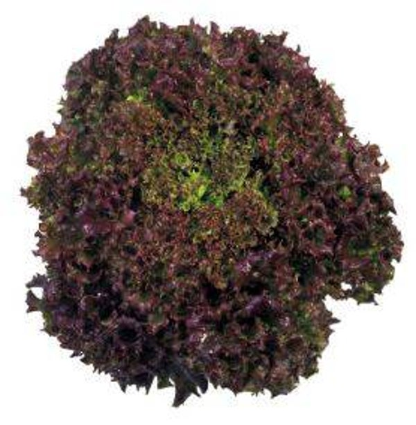Lactuca sativa 'Lollo Rossa' - Sla (30)