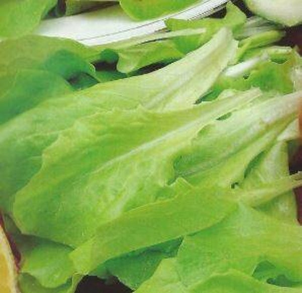 Lactuca sativa "Witte Dunsel" - Snijsla (30)