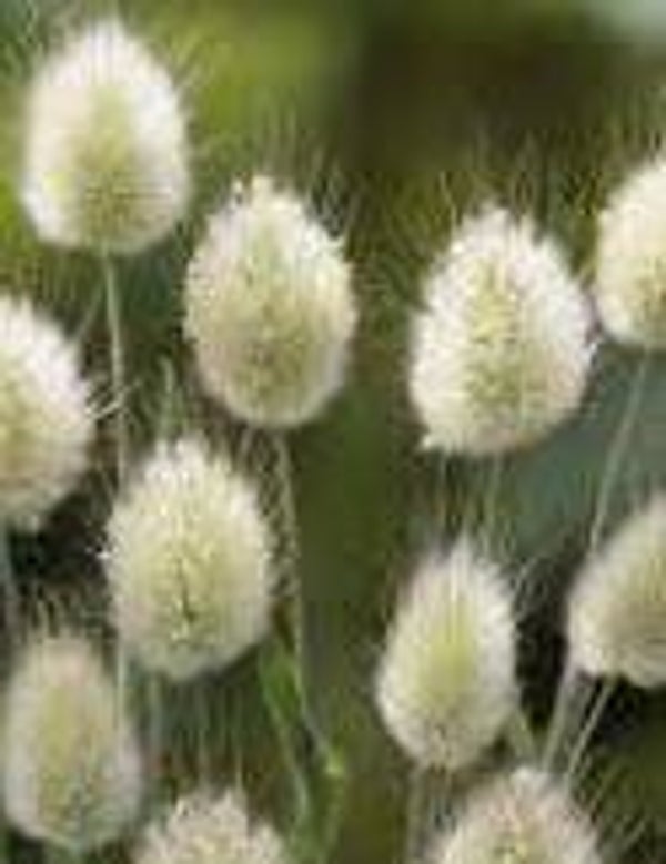 Lagurus ovatus (Hazenstaartje)