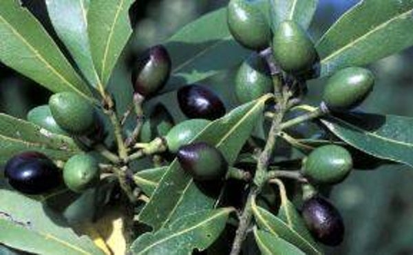 Laurus azorica - Canarische laurier (3)