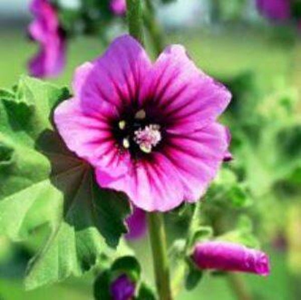 Lavatera arborea - boommalve (10)