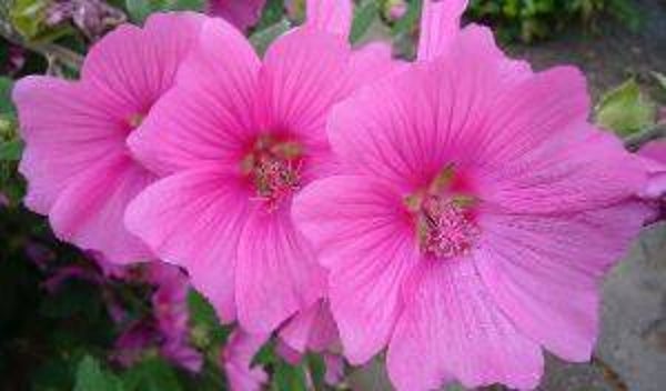 Lavatera thuringiaca - Thuringse Lavatera (15)