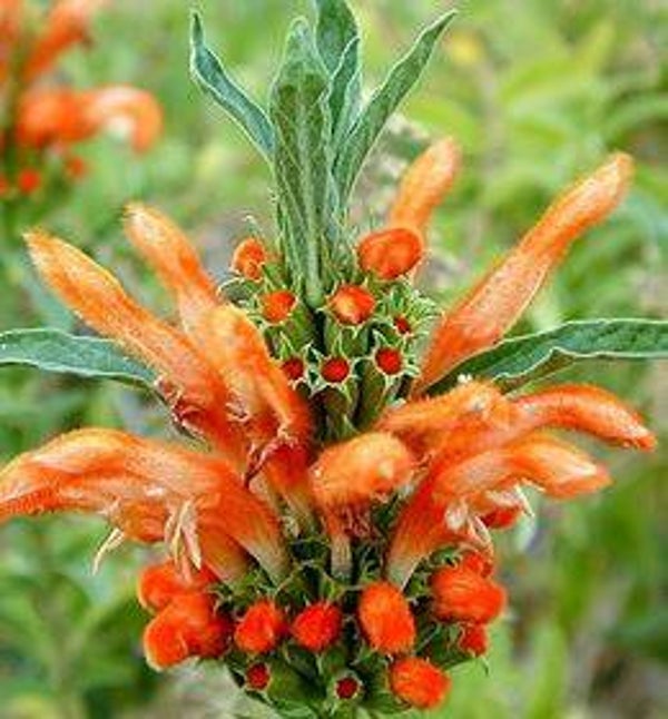 Leonotis leonurus - Dagga (5)