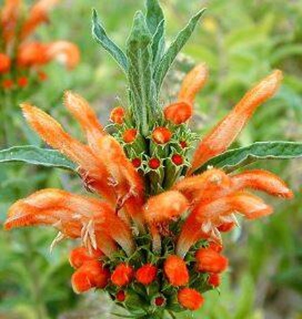 Leonotis leonurus - Dagga (5)