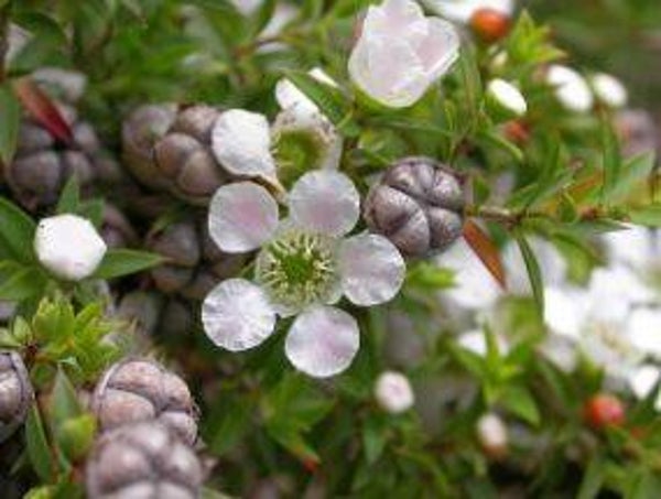 Leptospermum continentale - Manuka (10)