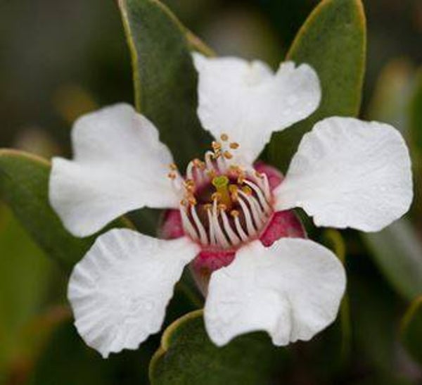Leptospermum grandifolium - Manuka (10)
