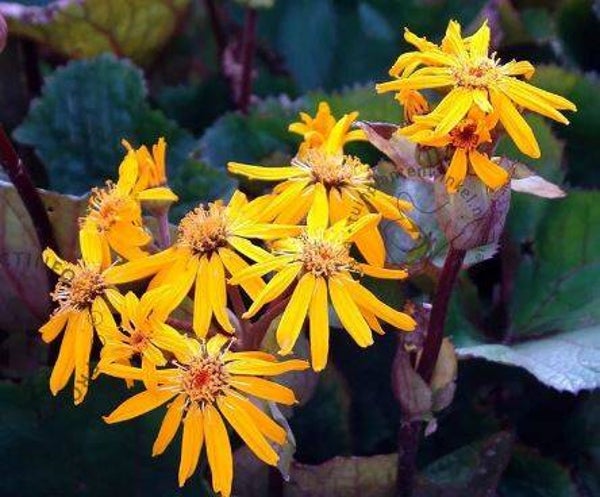 Ligularia dentata "Othello" - Kruiskruid (15)