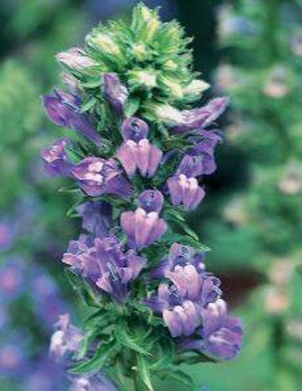 Lobelia syphilitica (25)
