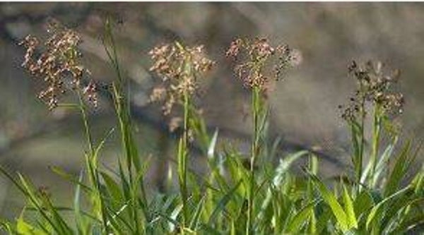 Luzula sylvatica - Grote veldbies (10-15)