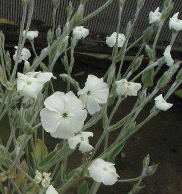 Lychnis coronaria alba - Prinkneus (25)