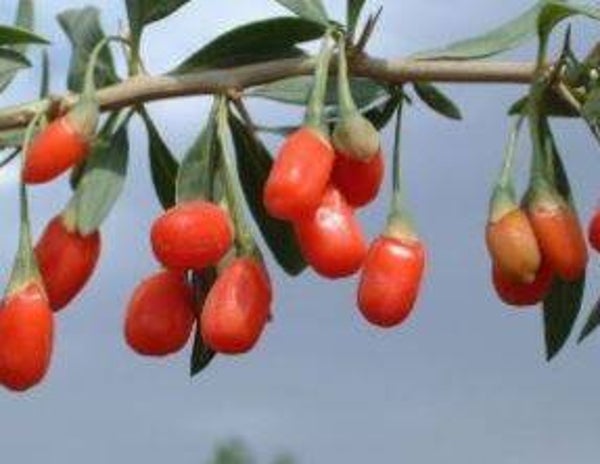 Lycium barbarum - Goji-bes (25)