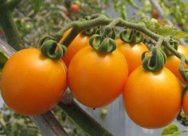 Lycopersicon lycopersicum "Amber" - Tomaat (5-10)