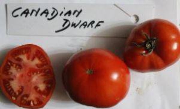 Lycopersicon lycopersicum "Canadian dwarf" - Kerstomaat (5-10)