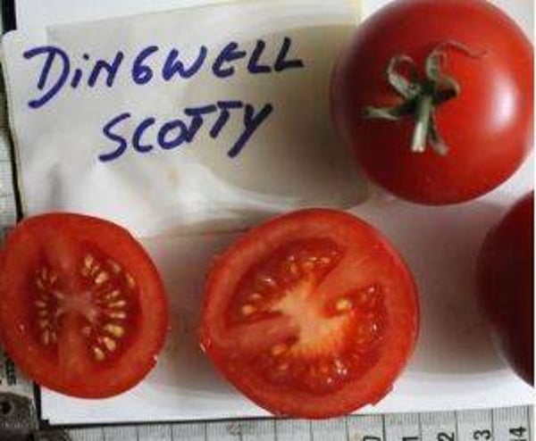 Lycopersicon lycopersicum "Dingwell Scotty" - Tomaat (5-10)