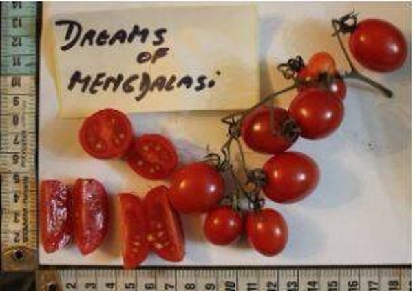 Lycopersicum lycopersicon "Dreams of Mengdalasi" - Olijftomaat (5-10)