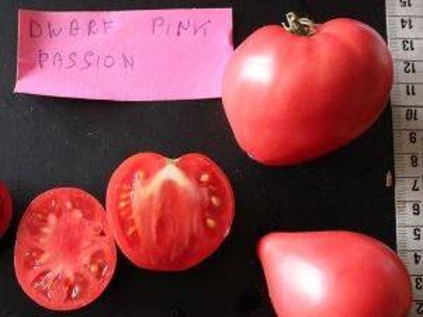 Lycopersicon lycopersicum "Dwarf Pink Passion" - Tomaat (5-10)