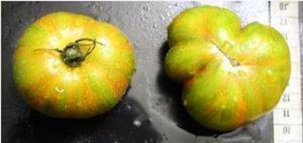 Lycopersicon lycopersicum "Green Lantern Light" - Vleesomaat (5-10)