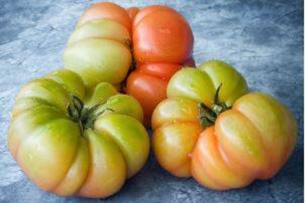 Lycopersicon lycopersicum "Pantano" - Vleestomaat (5-10)