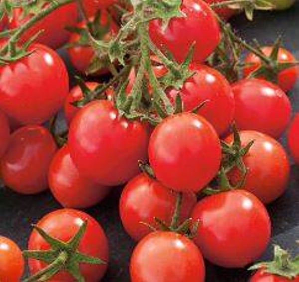 Lycopersicon lycopersicum "Sweet bite" - Kerstomaatje (5-10)