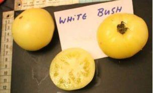 Lycopersicon lycopersicum "White Bush" - Tomaat (5-10)