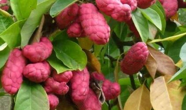 Magnolia campbellii - Beverboom (3-5)