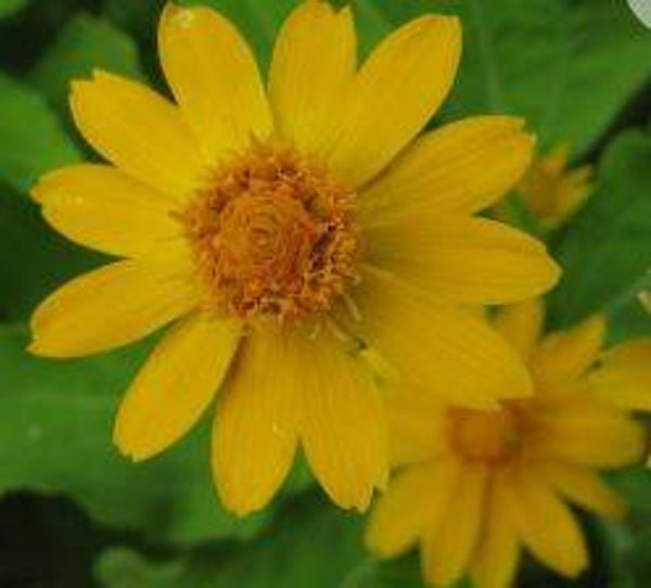Melampodium paludosum (15)