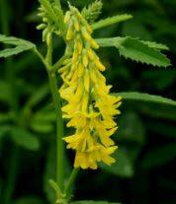 Melilotus officinale - Citroengele honingklaver (15)