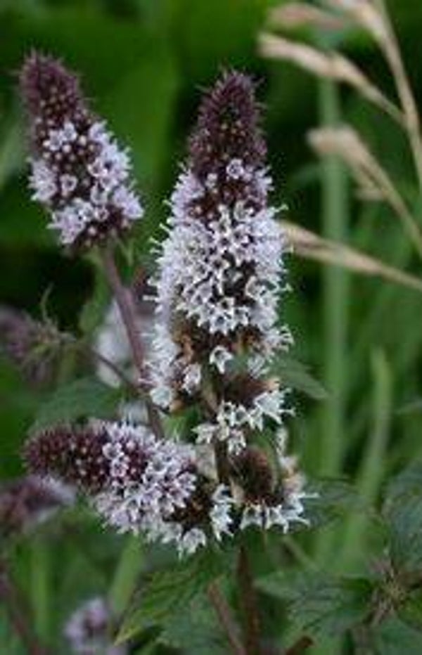 Mentha piperita - Pepermunt (25)