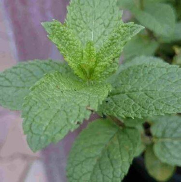 Mentha spicata “Moroccan” - Marokkaanse munt (20)