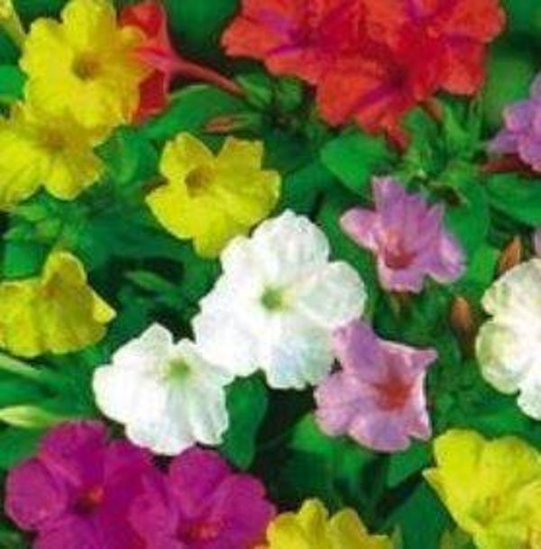 Mirabilis jalapa mix - Nachtschone (10-15)