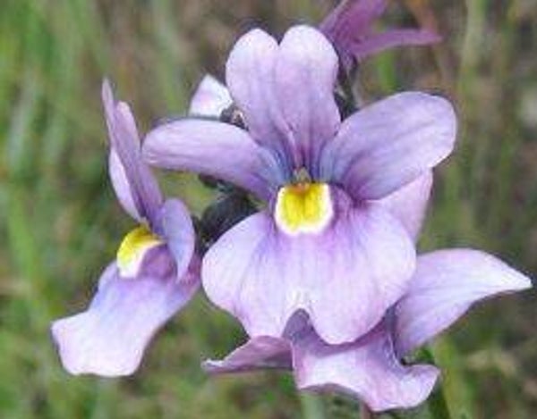 Nemesia caerulea (15)