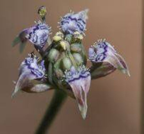 Nigella garidella (20)