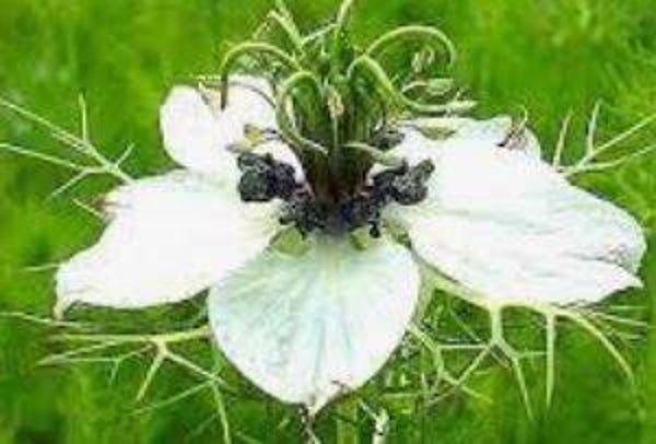 Nigella sativa - Nardus-zaad (50)